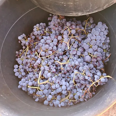 Frühstückspension Casa Gioconda 3*