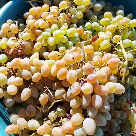 Casa Gioconda فندق مبيت وإفطار Nuxis